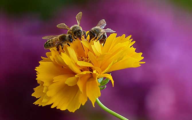 現(xiàn)在養(yǎng)蜜蜂還能賺錢嗎? 養(yǎng)蜂賺錢