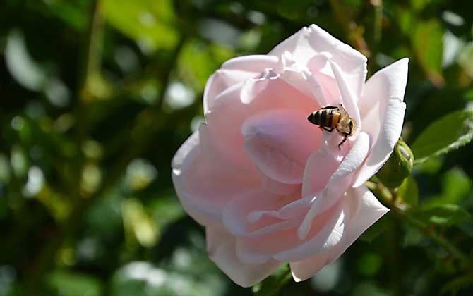 現(xiàn)在養(yǎng)蜜蜂還能賺錢嗎? 養(yǎng)蜂賺錢