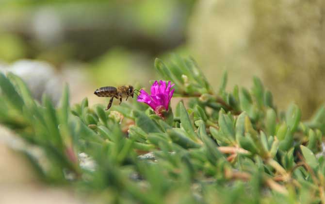 現(xiàn)在養(yǎng)蜜蜂還能賺錢嗎? 養(yǎng)蜂賺錢