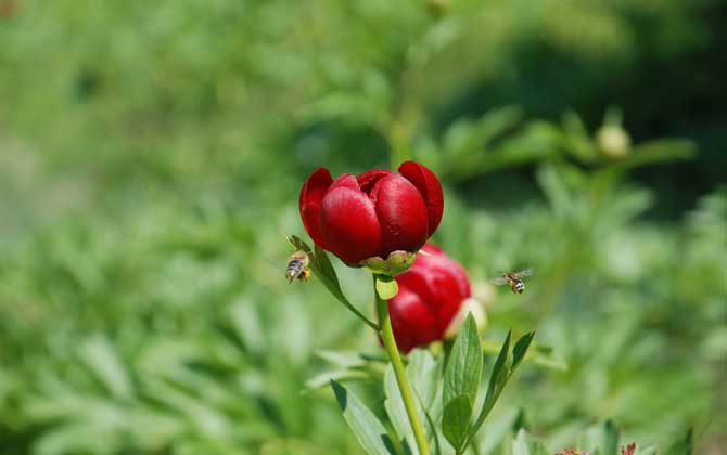 蜜蜂釀蜜步驟是怎樣的? 蜜蜂釀蜜