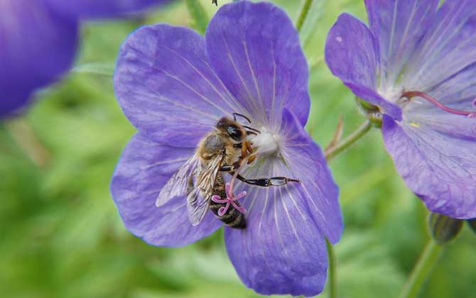 招蜜蜂最快的方法? 怎樣招蜜蜂方法最快