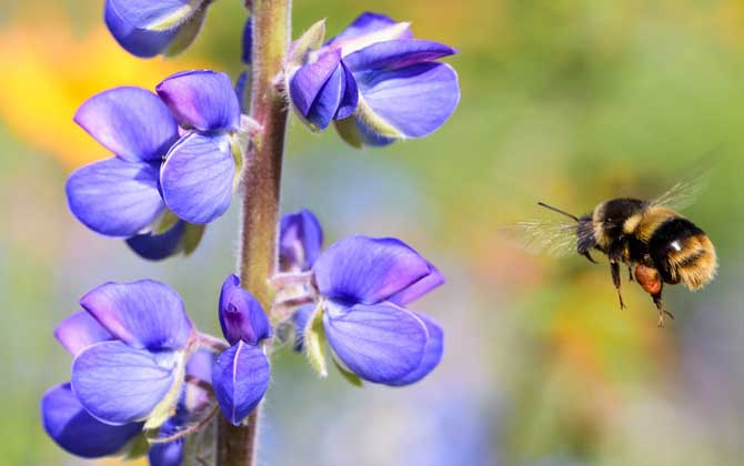 招蜜蜂最快的方法? 怎樣招蜜蜂方法最快