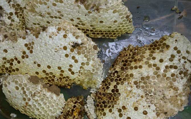 蜂巢價(jià)格多少錢一斤? 蜂巢