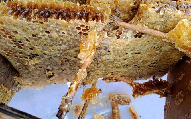 蜂巢價(jià)格多少錢一斤? 蜂巢