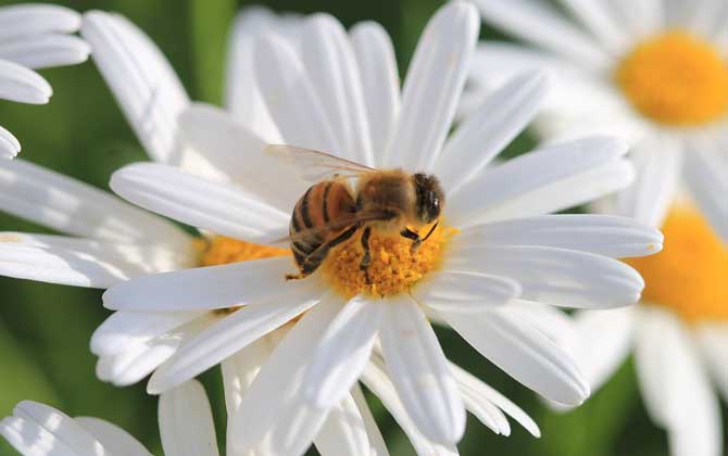 養蜂人一年能賺多少錢? 養蜂
