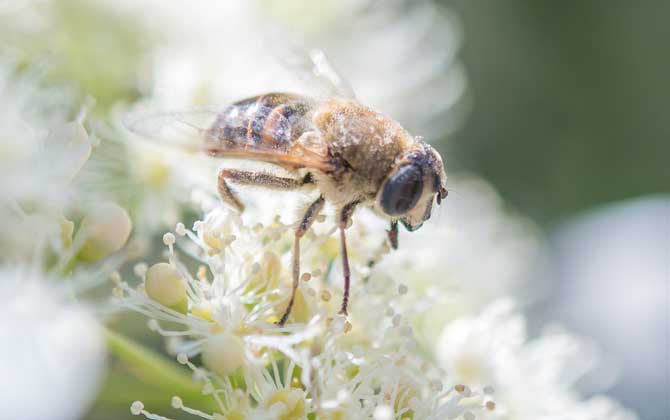 我國(guó)哪里的養(yǎng)蜂人最多? 養(yǎng)蜂