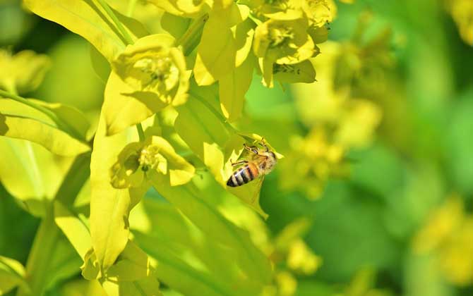 我國(guó)哪里的養(yǎng)蜂人最多? 養(yǎng)蜂