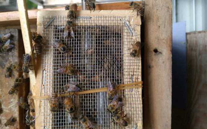 發(fā)展蜜蜂養(yǎng)殖有什么好處? 蜜蜂養(yǎng)殖