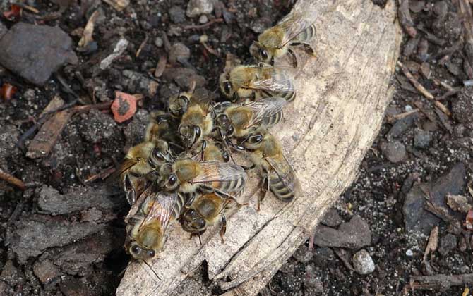養殖蜜蜂為什么難賺到錢? 養殖蜜蜂