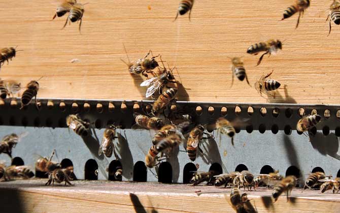 養殖蜜蜂為什么難賺到錢? 養殖蜜蜂