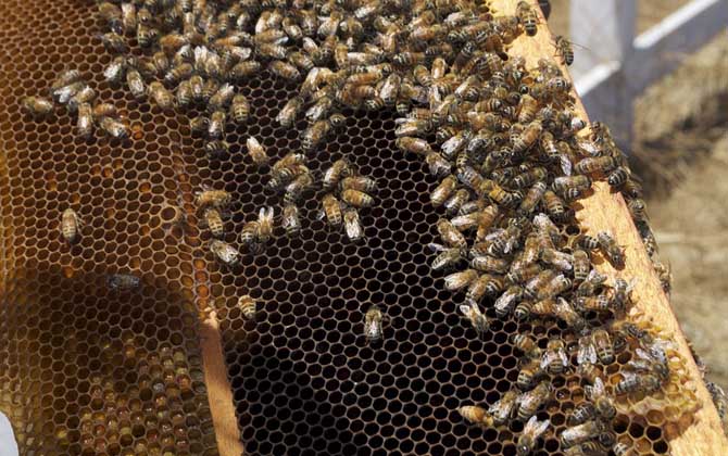 蜂王和蜂后的區別