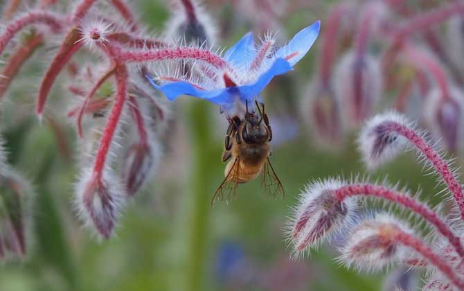 蜜蜂蟄了怎么消腫止癢? 蜜蜂