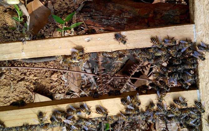 自然分蜂一年有幾次? 自然分蜂