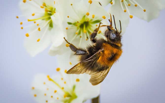 蜜蜂采蜜是什么行為? 蜜蜂采蜜
