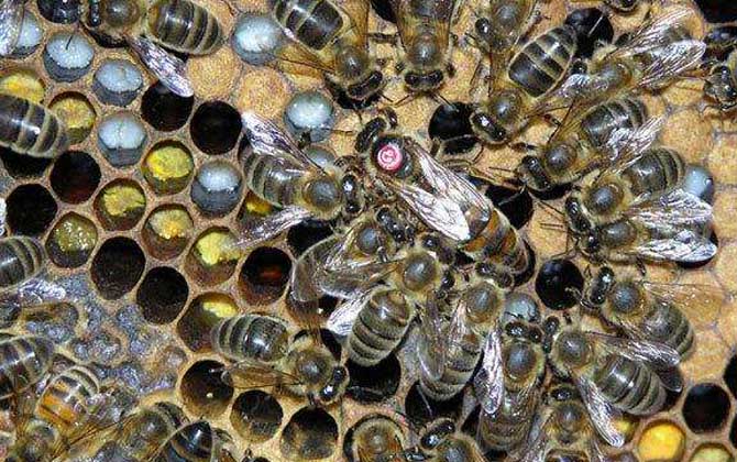 東北黑蜂有什么特點(diǎn)? 東北黑蜂