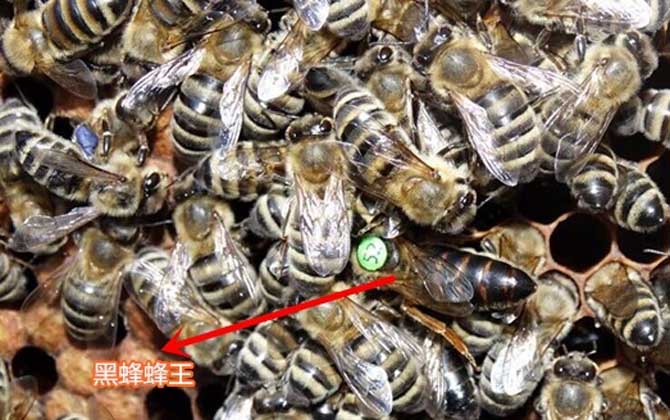 東北黑蜂有什么特點(diǎn)? 東北黑蜂