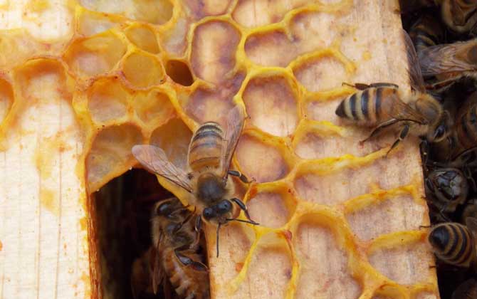 意大利蜜蜂有什么特點(diǎn)? 意大利蜜蜂