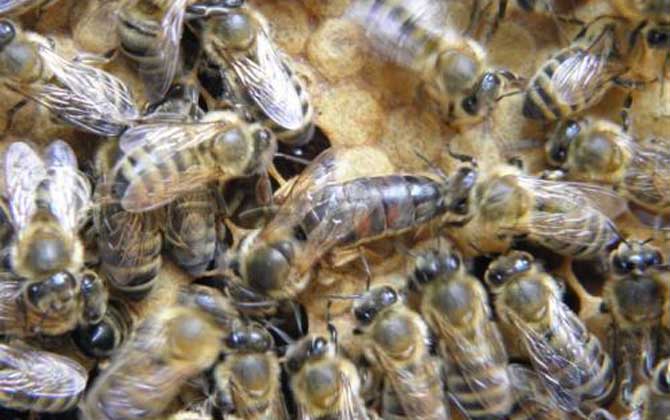 我國飼養(yǎng)的蜜蜂有哪些種類? 高加索蜂