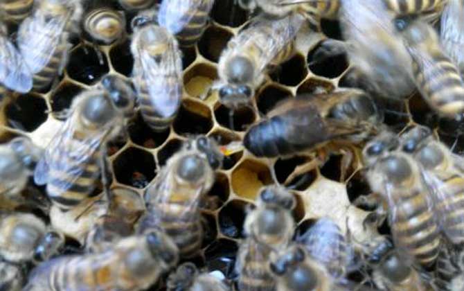 處女蜂王進行幾次交尾? 處女蜂王