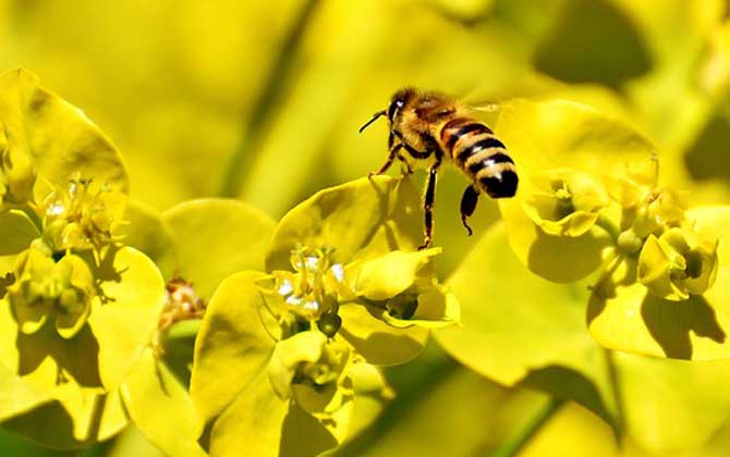 被蜜蜂蟄了幾天能消腫? 蜜蜂