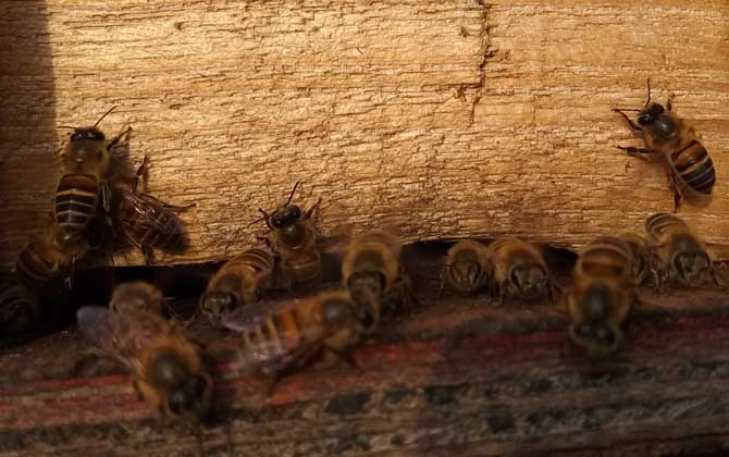 東方蜜蜂的種類及圖片大全 中華蜜蜂