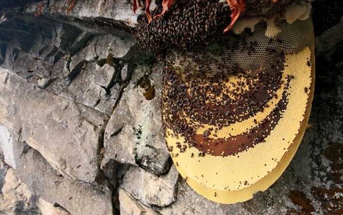 東方蜜蜂的種類及圖片大全 喜馬拉雅蜜蜂