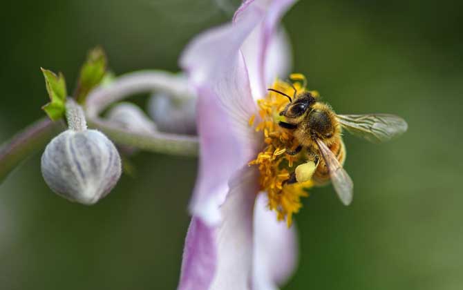 蜜蜂的一生是怎樣度過的? 蜜蜂