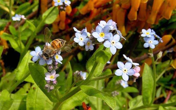 蜜蜂的一生是怎樣度過的? 蜜蜂