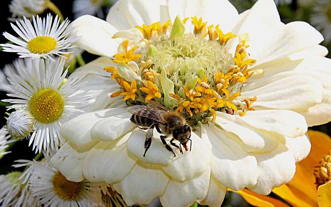 蜜蜂采的是花蜜還是花粉? 蜜蜂