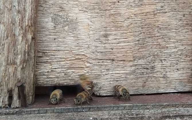 蜜蜂不出巢的原因是什么? 蜜蜂
