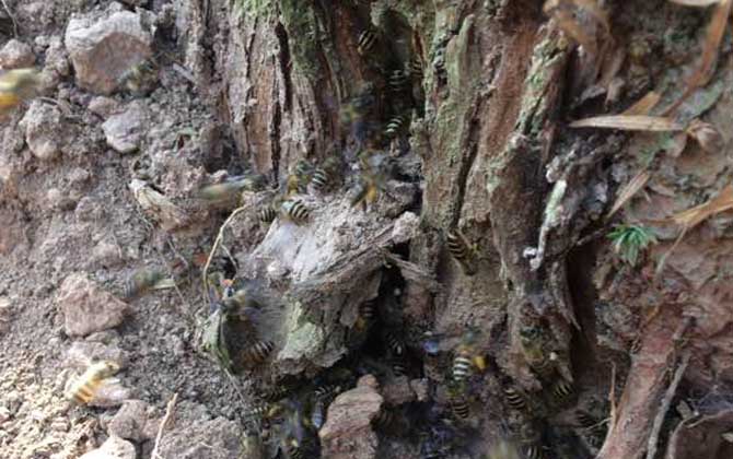野生蜜蜂什么時候分蜂? 野生蜜蜂