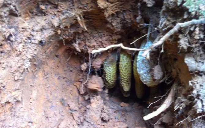 野生蜜蜂什么時候分蜂? 野生蜜蜂