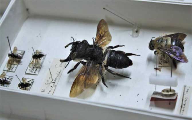 世界上體型最大的蜂是什么? 華萊士巨蜂