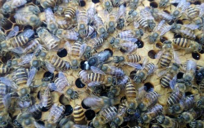 蜂王死了蜂群會(huì)跑嗎? 蜂王