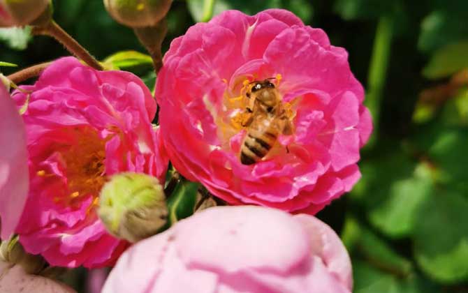 打死一只蜜蜂會報(bào)復(fù)嗎? 蜜蜂