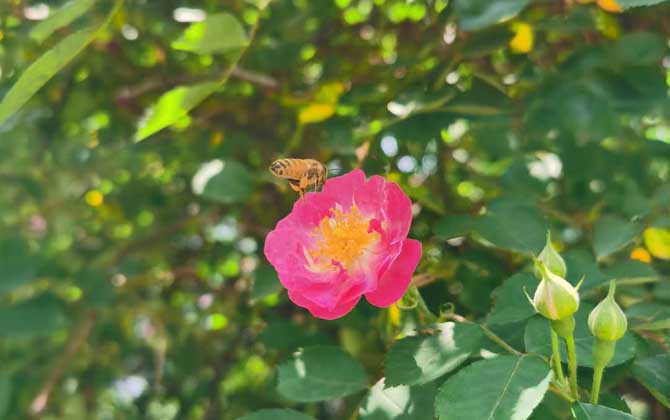 打死一只蜜蜂會報(bào)復(fù)嗎? 蜜蜂