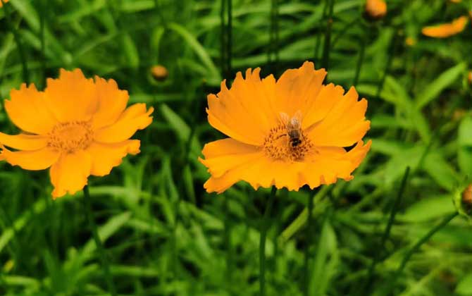 打死一只蜜蜂會報(bào)復(fù)嗎? 蜜蜂