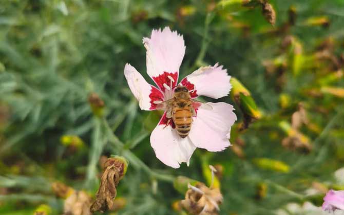 打死一只蜜蜂會報(bào)復(fù)嗎? 蜜蜂