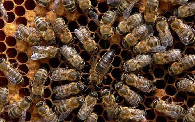 東北黑蜂高效養(yǎng)殖技術(shù) 東北黑蜂