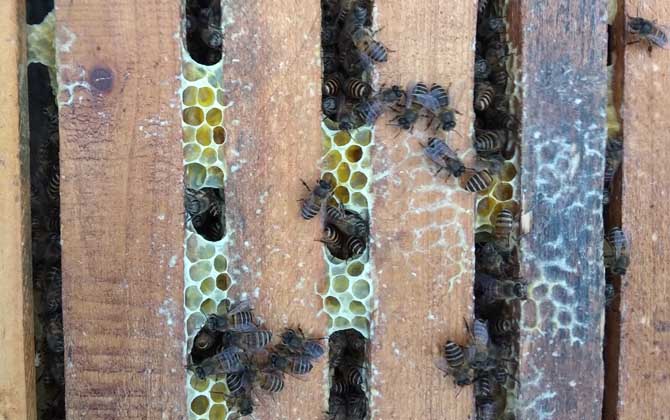 一個人能養多少箱蜜蜂? 養蜂