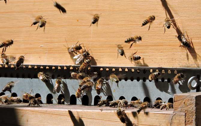 蜜蜂養殖