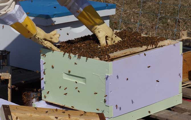 原地分蜂的最好方法 原地分蜂