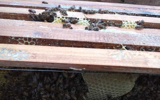 一脾蜜蜂春季怎么快速繁殖? 蜜蜂春季繁殖