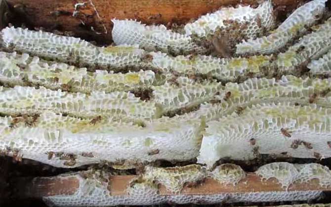 中蜂雙王群高效養殖技術 中蜂雙王群