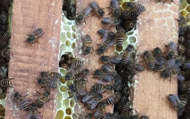 中蜂過箱后為什么跑了? 中蜂過箱