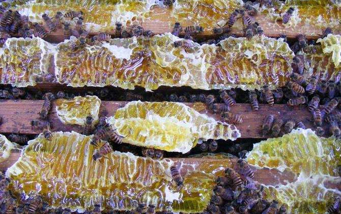 野生中華蜜蜂誘捕技術(shù) 中華蜜蜂