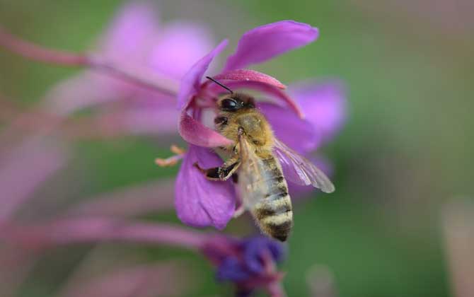 蜂王為什么會帶領蜂群逃跑? 蜂王為什么逃跑