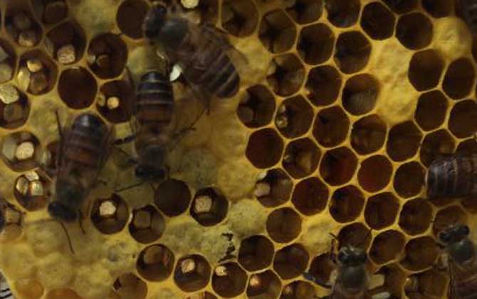 養(yǎng)蜂怎么防止自然分蜂? 養(yǎng)蜂