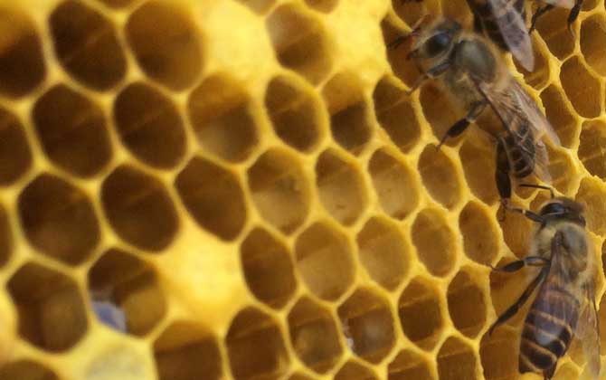 養(yǎng)蜂怎么防止自然分蜂? 養(yǎng)蜂