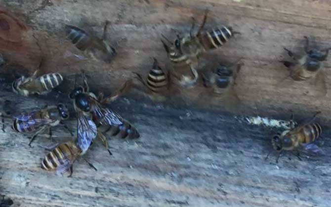 養(yǎng)蜂怎么防止自然分蜂? 養(yǎng)蜂